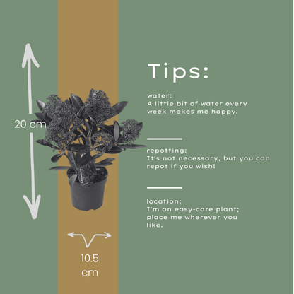 Skimmia Rubella 3er Set – Immergrüne Ziersträucher Ø10,5cm ↨20–25cm – Winterharte Garten- & Kübelpflanzen mit tiefroten Knospen – Für Balkon, Terrasse & Halbschatten 