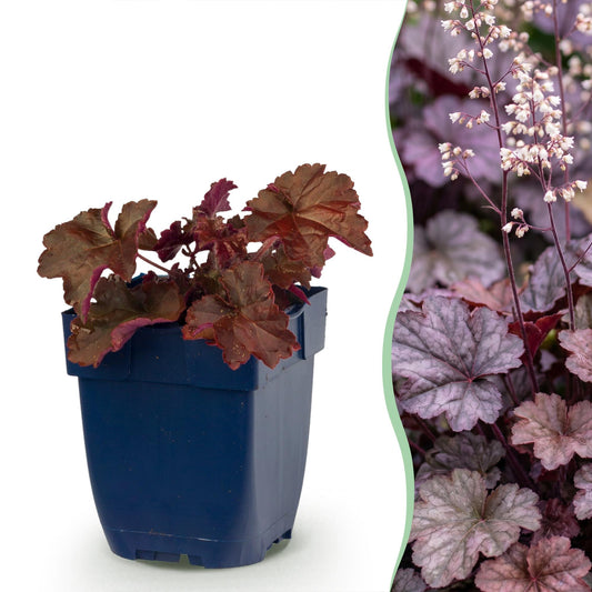 Purpurglöckchen 'Palace Purple' – Heuchera micrantha 'Palace Purple' – 6 Pflanzen – Topf Ø11cm – Bienenfreundliche Staude für Garten & Balkon