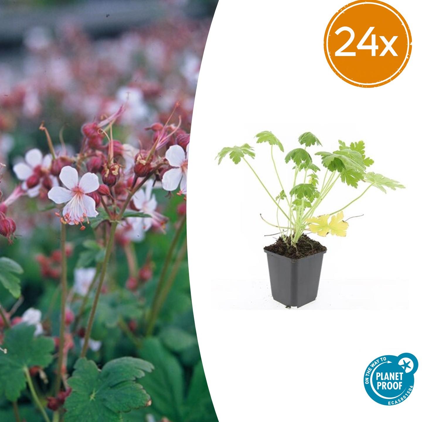 Geranium macrorrhizum 'Spessart' – Bodendecker – 24 Pflanzen – Ø9cm – ↕10–25cm – Weiß blühend & winterhart – Für Sonne & Schatten – Pflegeleicht & langlebig 