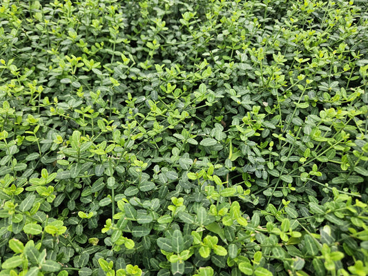Euonymus fortunei 'Minimus' – Immergrüner Bodendecker – 24 Pflanzen – Ø9cm – ↕10–25cm – Winterhart & pflegeleicht 