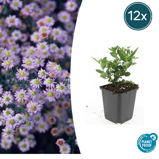 Wild-Aster Aster ageratoides 'Stardust' – ↕10-25cm – Ø9cm – 12 Pflanzen – Weiße Herbstblüten – Bienenfreundlich – Pflegeleicht