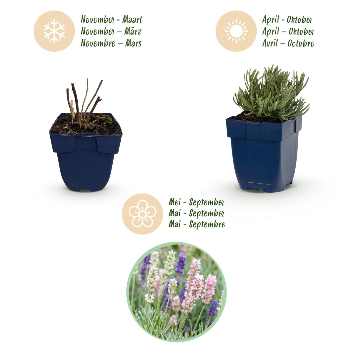 Lavendel 'Tricolour' – Lavandula 'Tricolour' – 6 Pflanzen – Topf Ø11cm – Bienenfreundliche Staude für Garten & Balkon