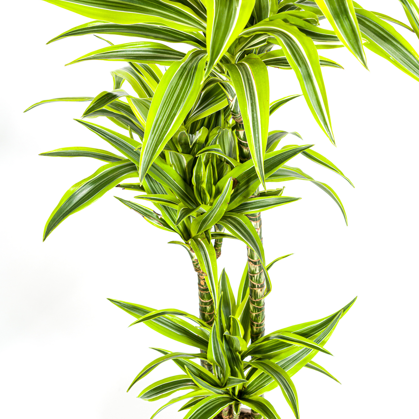 Dracaena Deremensis Lemon Lime mit Korb Ø24cm - ↕130 - 150cm 