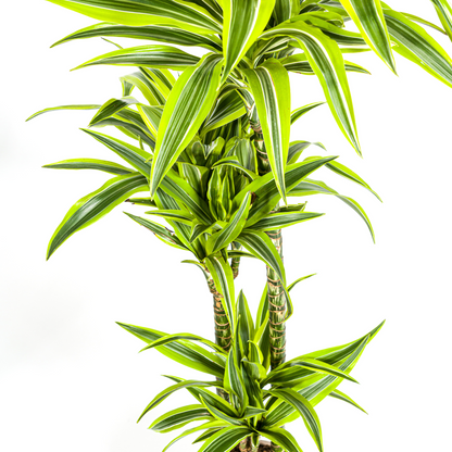 Dracaena Deremensis Lemon Lime mit Korb Ø24cm - ↕130 - 150cm 
