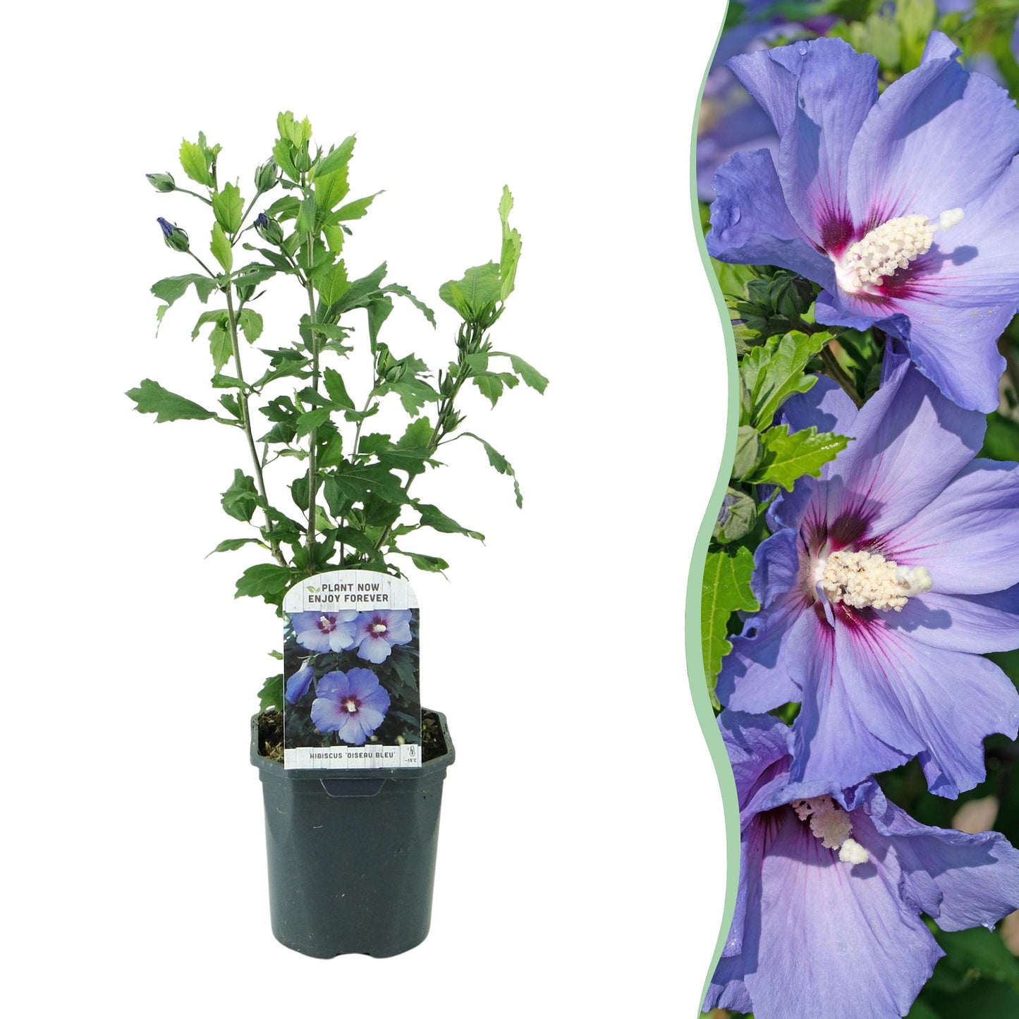 Garteneibisch - Hibiscus syriacus Oiseau Blue - Blüte Blau - Strauch - Wenig Pflege - Topf 17cm Höhe 45cm