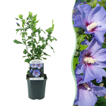 Garteneibisch - Hibiscus syriacus Oiseau Blue - Blüte Blau - Strauch - Wenig Pflege - Topf 17cm Höhe 45cm