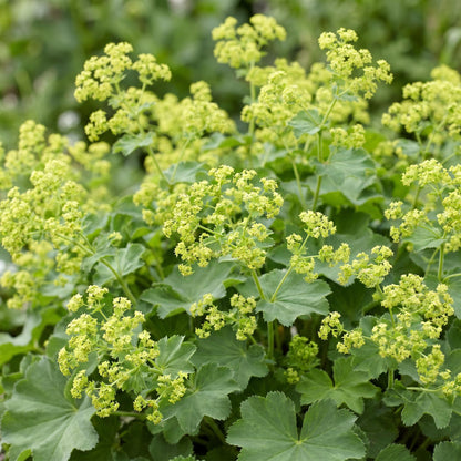 Frauenmantel – Alchemilla mollis – 6 Pflanzen – Topf Ø11cm – Bienenfreundliche Staude für Garten & Balkon
