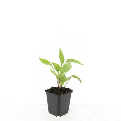 Echinacea purpurea 'White Swan' – 24 Pflanzen – ↕10-25cm – Ø9cm – Weiße Sonnenhut Staude – Pflegeleicht & bienenfreundlich 