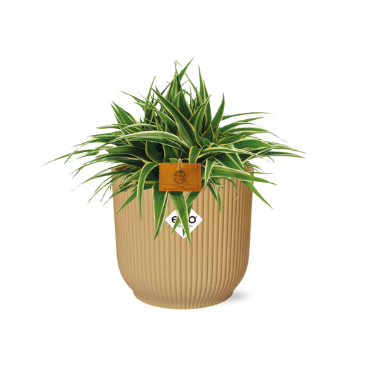 Chlorophytum Ocean 15cm in ELHO Vibes Fold 16cm round geel 