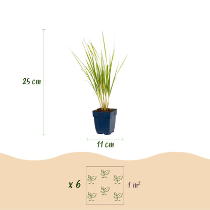 Reitgras 'Karl Foerster' – Calamagrostis 'Karl Foerster' – 6 Pflanzen – Topf Ø11cm – Staude für Garten & Balkon