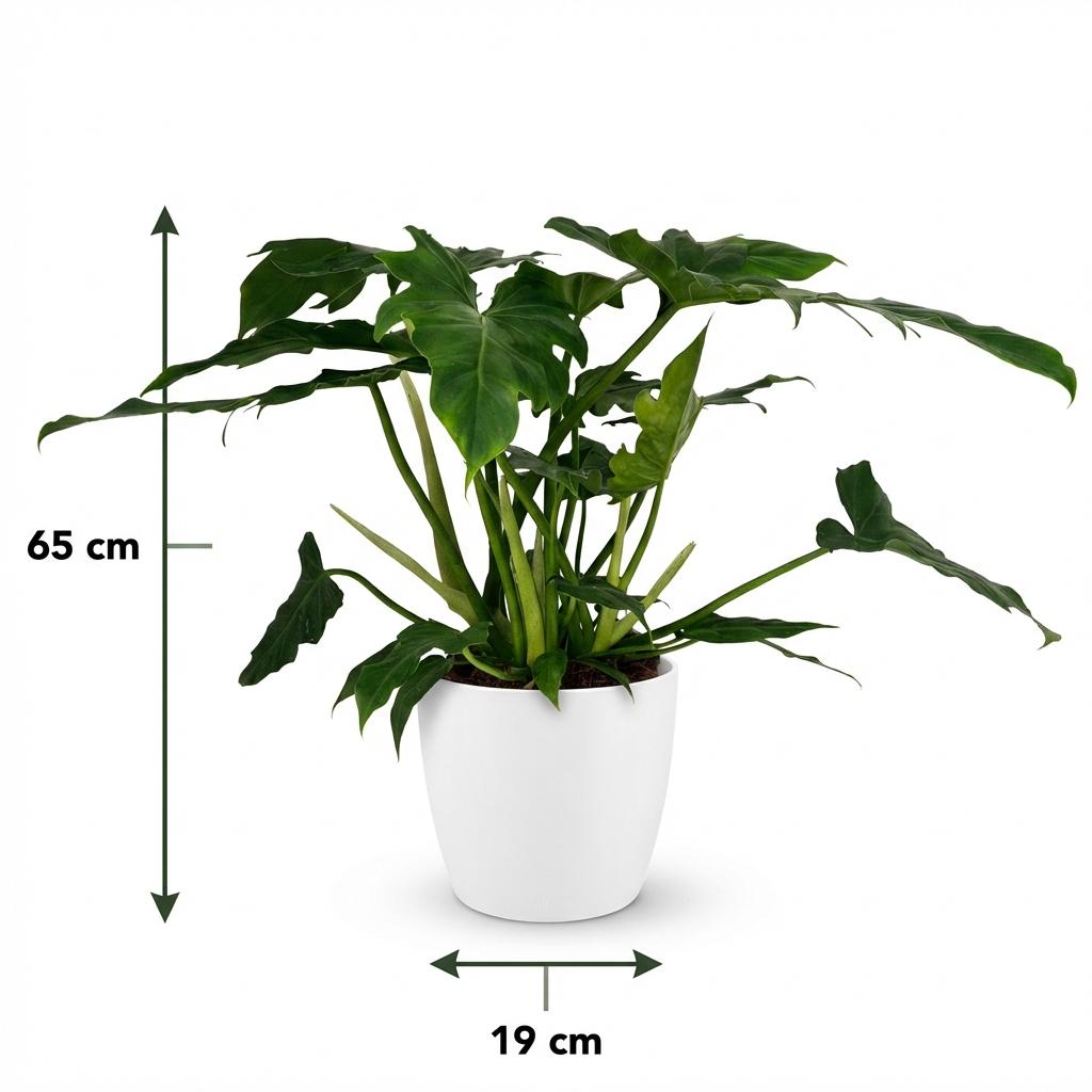 Green boutiQ - Zimmerpflanze - Philodendron - Philodendron Lacerum - Grün - Pflegeleicht - 1 Pflanze - mit weißem Übertopf - Topf 19cm - Höhe 65cm 