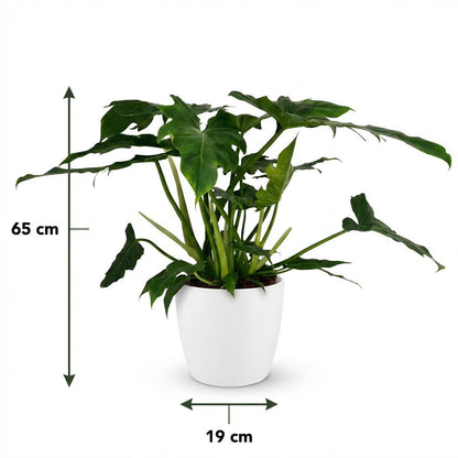 Green boutiQ - Zimmerpflanze - Philodendron - Philodendron Lacerum - Grün - Pflegeleicht - 1 Pflanze - mit weißem Übertopf - Topf 19cm - Höhe 65cm 