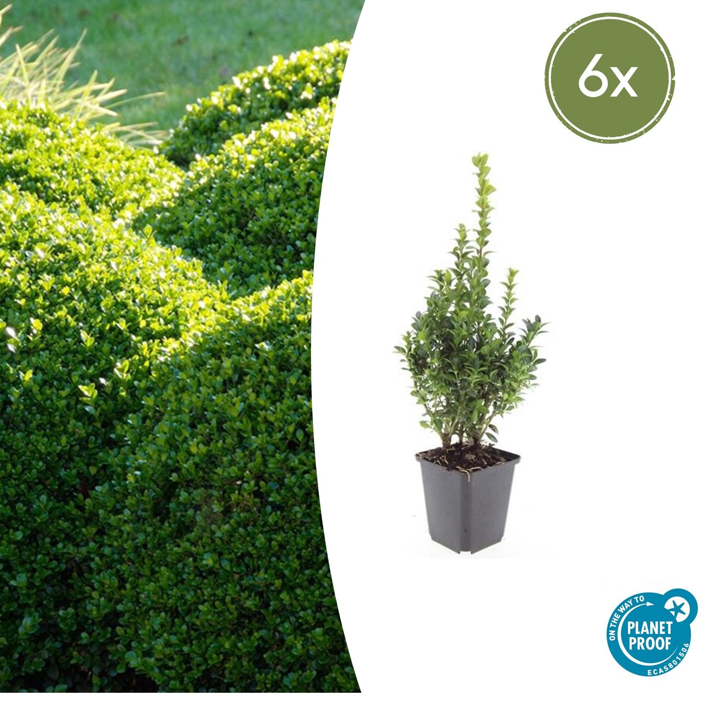 Gewöhnlicher Buchsbaum - Buxus Sempervirens - ↕10-25cm - Ø9cm - 6 Stück 