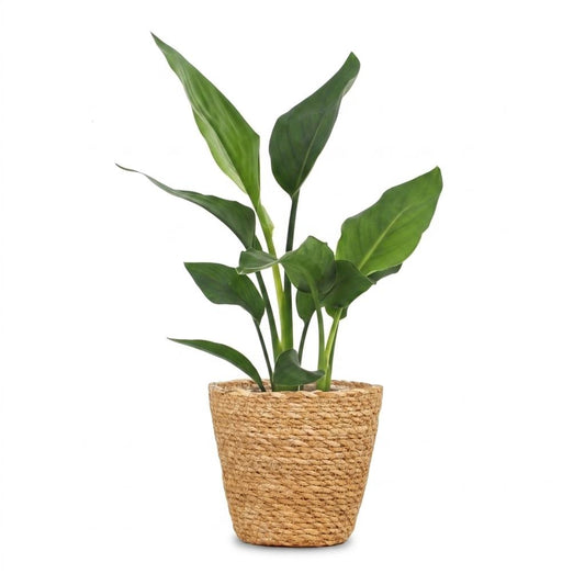 Paradiesvogelblume – Strelitzia reginae – Topf Ø12cm – Höhe 35cm – mit Seegraskorb – Dekorative Zimmerpflanze – Ansicht 2