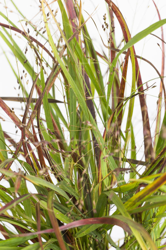 Garten-Rutenhirse - Panicum virgatum Cheyenne Sky - Ø23cm - ↕60cm - Ø19 - ↨50cm 