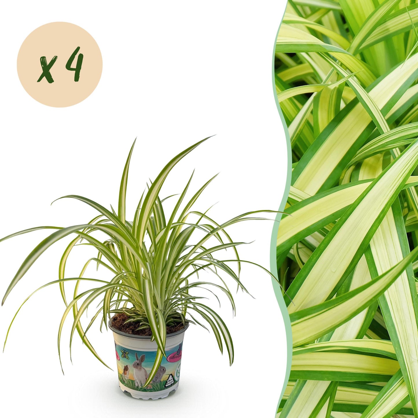 Green boutiQ - Zimmerpflanze - Chlorophytum comosum Variegatum - Katzengras - Haustierfreundlich - Bunt - 4 Pflanzen - Topf 12cm - Höhe 25-30cm 