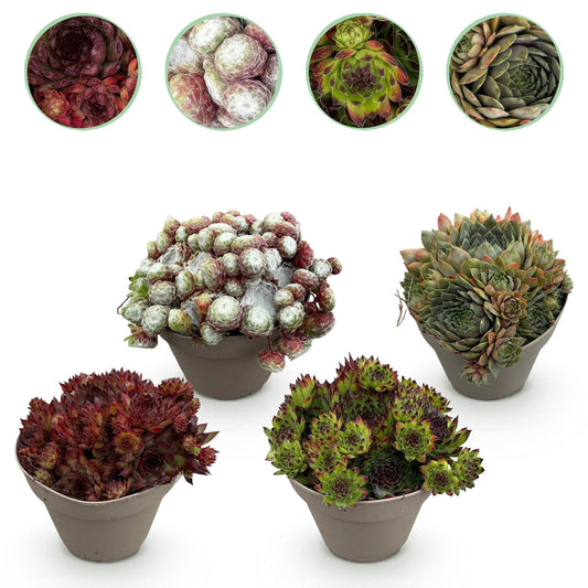 GreenboutiQ - Bodendecker - Winterhart - Sempervivum Big Sam - 4 Pflanzen - Verschiedene Farben - Wenig Pflege - Topf 14cm Höhe 17cm 