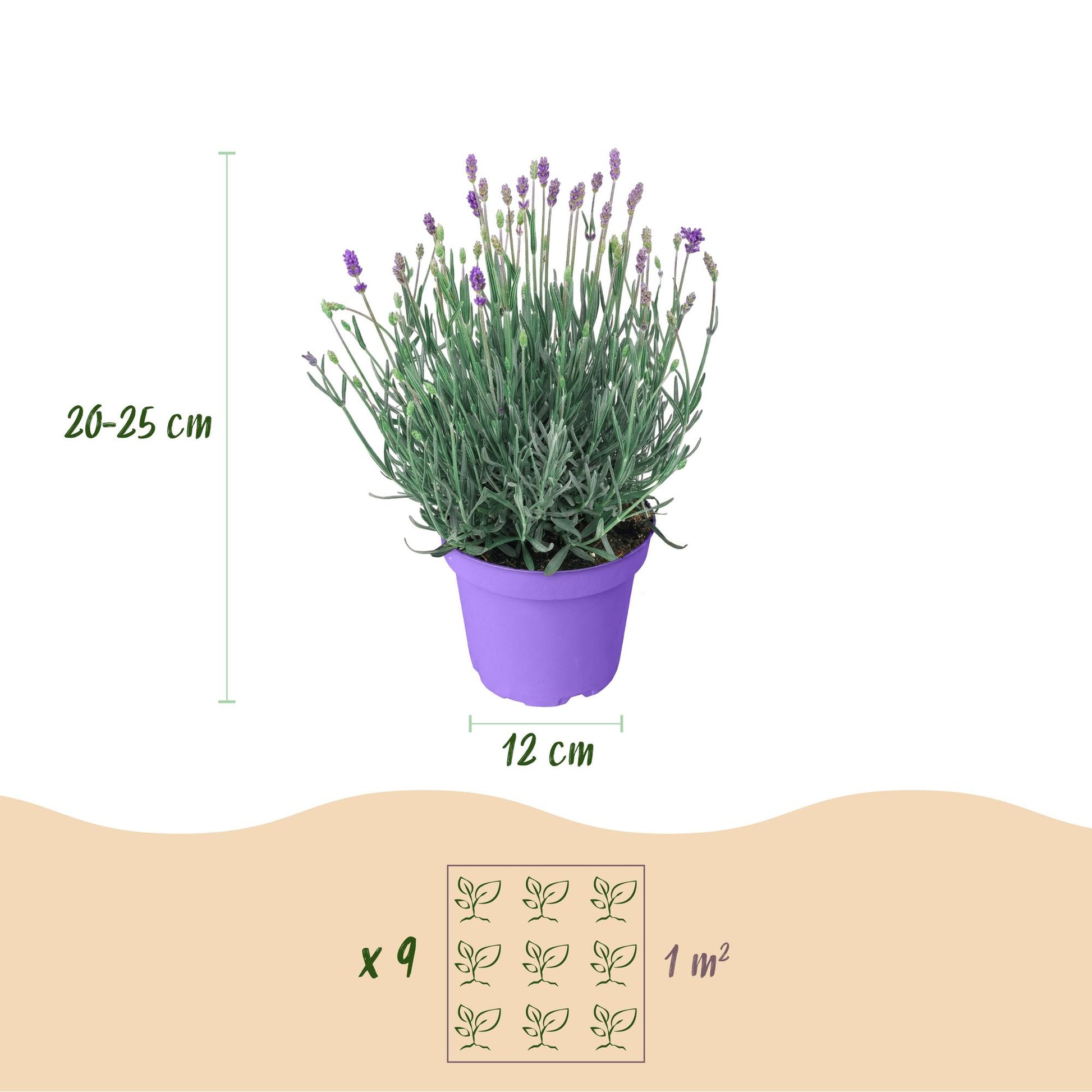 Green boutiQ - Gartenpflanze - Lavandula angustifolia Munstead - Lavendel - Winterhart - Lila - 9 Pflanzen - Topf 12cm - Höhe 15-25cm 