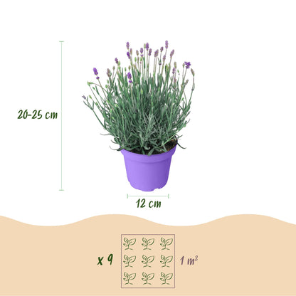 Green boutiQ - Gartenpflanze - Lavandula angustifolia Munstead - Lavendel - Winterhart - Lila - 9 Pflanzen - Topf 12cm - Höhe 15-25cm 