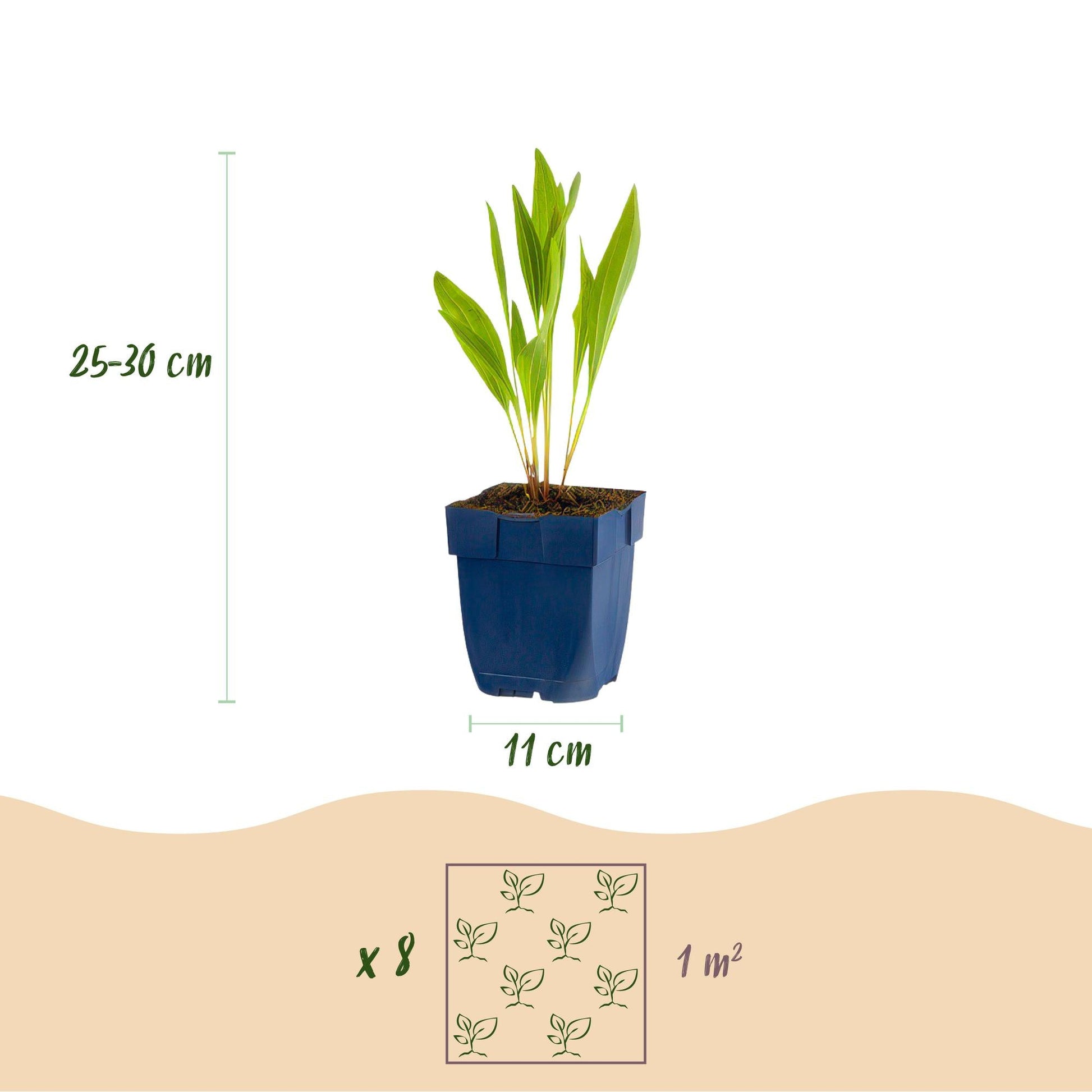 Staudenset – 8 bienen- & schmetterlingsfreundliche Pflanzen – für 1 m² – Verschiedene Blütenfarben – Wenig Pflege – Ø11cm – Mehrjährige Gartenstauden 