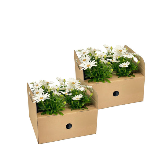 Kapkörbchen - Osteospermum ecklonis Weiß - Ø12 cm - ↕20 cm - 8 Pflanzen 