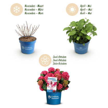 Hortensie Hydrangea Endless Summer Summer Love Red 4er Set – winterhart rot – 14cm – Höhe 20-25cm – blüht an altem & neuem Holz – für Beet, Hecke, Balkon & Terrasse 