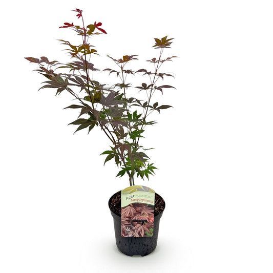 Japanischer Ahorn Acer palmatum Atropurpureum – Lila Balkonpflanze – Ø19cm – Höhe ca. 70cm – Kompakter Zierahorn mit tiefviolettem Laub 