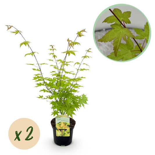 Japanischer Ahorn – Acer palmatum 'Summergold' – 2 Pflanzen – ca. 70 cm hoch – Ø19 cm – gelb-orangefarbene Blätter – Balkon- & Gartenpflanze 