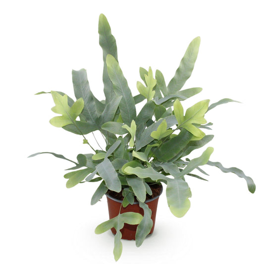 Phlebodium aureum Blue Star Farn – Blaue Farnpflanze – Haustierfreundliche Zimmerpflanze 12cm – Höhe ca.25cm – Dekorativer Tropenfarn für Wohnzimmer & Büro - Oasis of Life