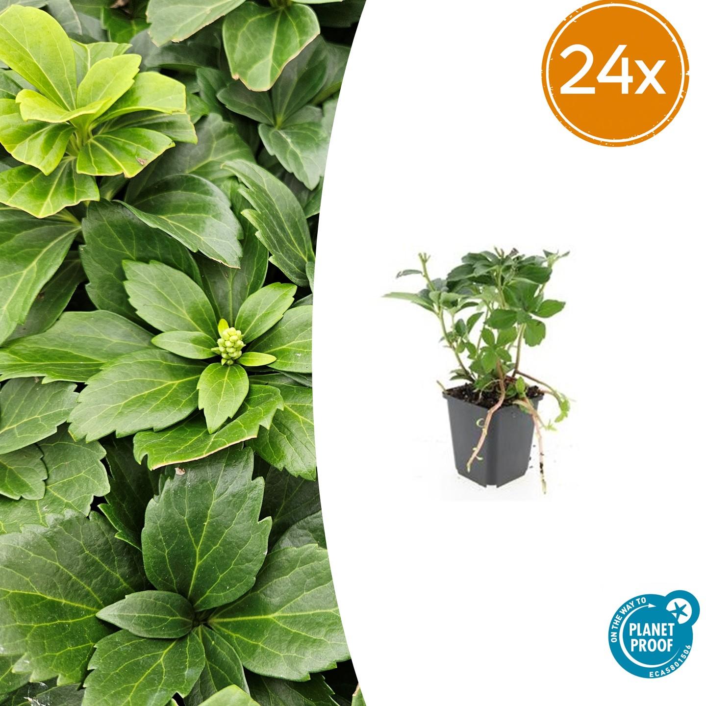 Pachysandra terminalis – 24 Pflanzen – ↕10-25cm – Ø9cm – Immergrün – Bodendecker – Schatten – Pflegeleicht – Japanischer Ysander