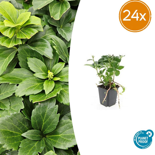 Pachysandra terminalis – 24 Pflanzen – ↕10-25cm – Ø9cm – Immergrün – Bodendecker – Schatten – Pflegeleicht – Japanischer Ysander