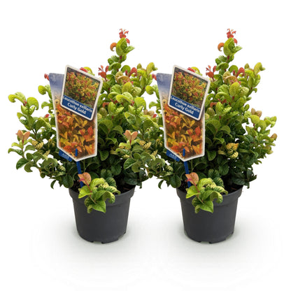 GreenboutiQ - Gartenpflanze - Leucothoe Curly Gold - Gelb - 2 Pflanzen - Immergrün - Wenig Pflege - Topf 17cm Höhe 40cm 