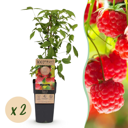 Green boutiQ - Fruit plant - Rubus idaeus Ottawa - Raspberry plant - Hardy - Red Raspberry - 2 Plants - Pot 15cm - Height 50cm 