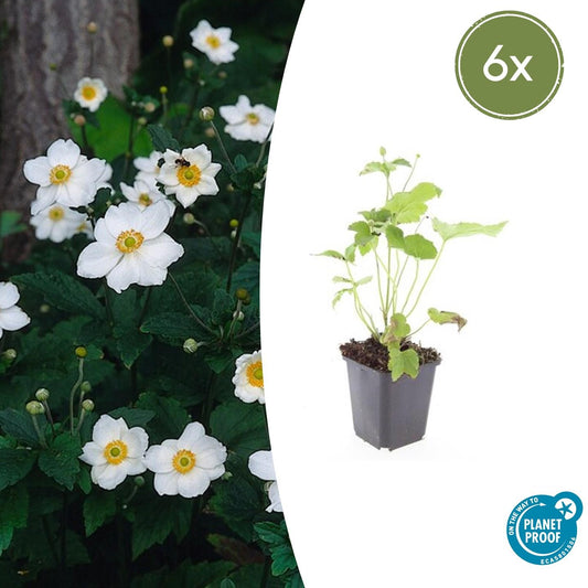 Japan-Herbst-Anemone Anemone hyb. 'Honorine Jobert' – ↕10-25cm – Ø9cm – 6 Pflanzen – Herbstblüher – Pflegeleicht – Sonne & Halbschatten