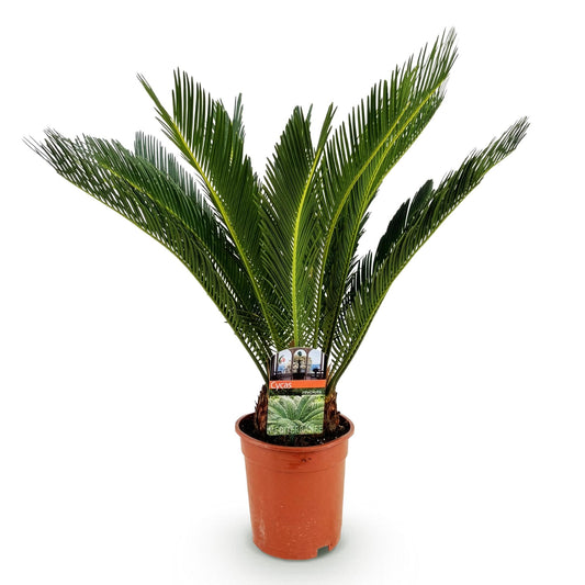 Cycas Revoluta – Palmfarn – 70cm – 17cm – Pflegeleichte Zimmerpflanze mit fiederförmigen Blättern – Robuste Sago-Palme für elegante Innenräume 