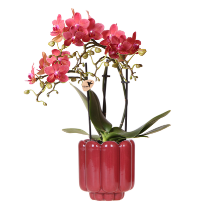 Kolibri Orchids | Rote Congo Orchidee + Retro roter Übertopf – Topfgröße Ø9cm | blühende Zimmerpflanze – frisch vom Züchter 