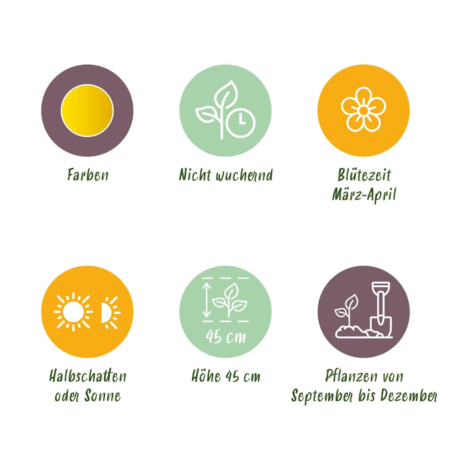 GreenboutiQ - Blumenzwiebeln - Narcis Tete-A-Tete - Farbe Gelb - 50 Stück - Zwiebelgröße 10/12 