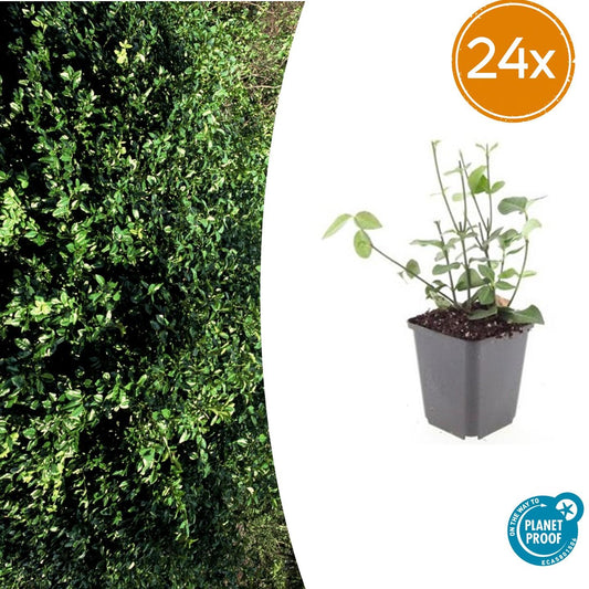 Euonymus fortunei 'Coloratus' – winterharter Zierstrauch – 24 Pflanzen – Bodendecker – Ø9cm – ↕10–25cm – purpur-rosa Beeren – pflegeleicht – vielseitig 