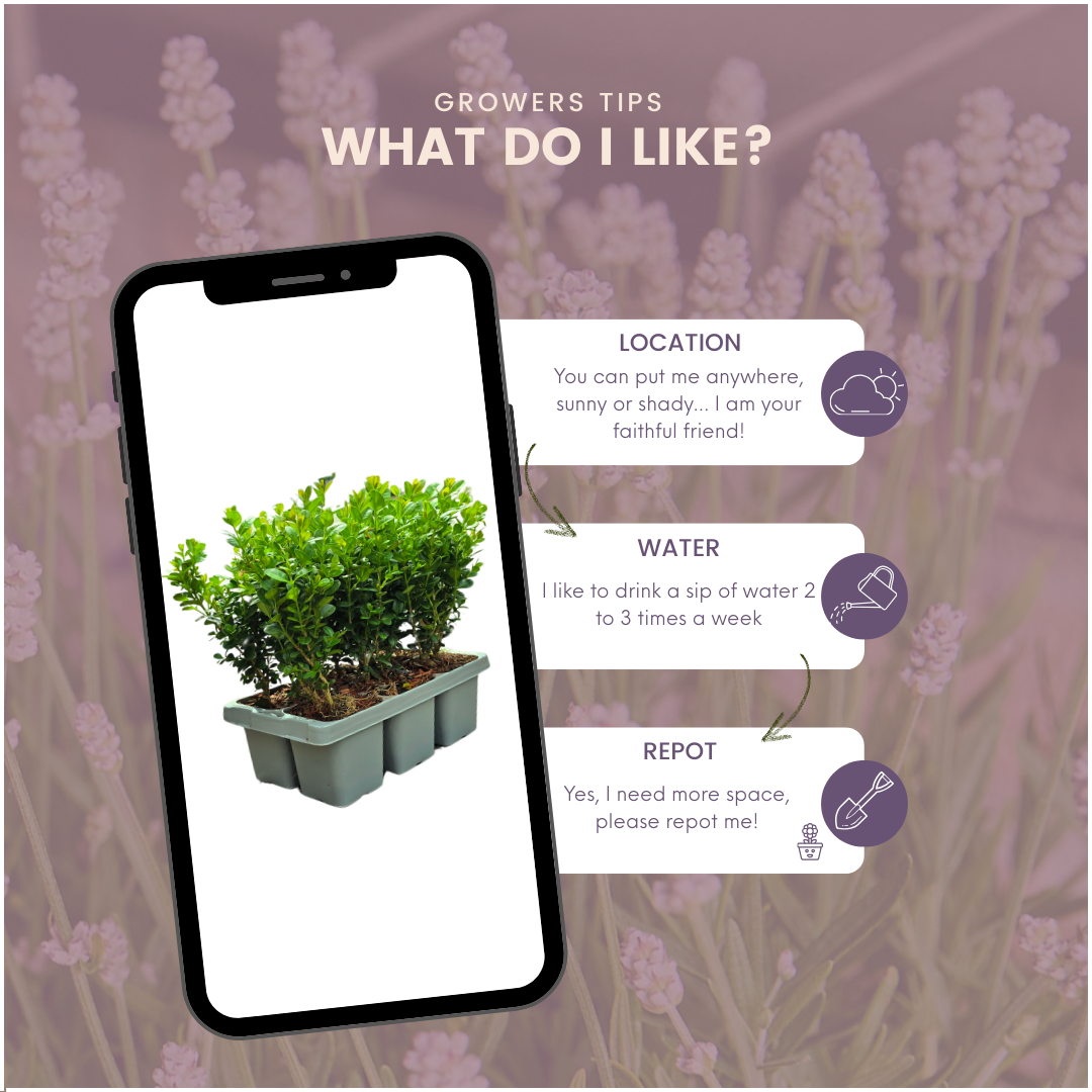 Buchsbaum – Buxus NewGen Freedom – 6 Pflanzen – je ca. 15 cm hoch – Topf Ø7 cm – kompakter, winterharter Strauch – resistent gegen Zünsler & Pilzkrankheiten – ideal für Formschnitt & Hecken 