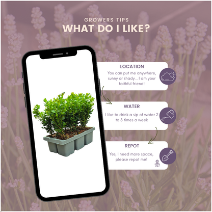 Buchsbaum – Buxus NewGen Freedom – 6 Pflanzen – je ca. 15 cm hoch – Topf Ø7 cm – kompakter, winterharter Strauch – resistent gegen Zünsler & Pilzkrankheiten – ideal für Formschnitt & Hecken 