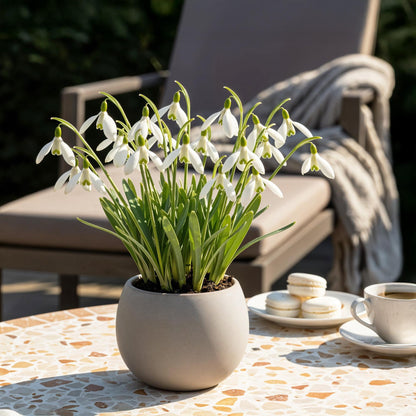 GreenboutiQ - Blumenzwiebeln - Galanthus Elwesii - Farbe Weiß - 25 Stück - Zwiebelgröße 5/6 - XXL Pack 