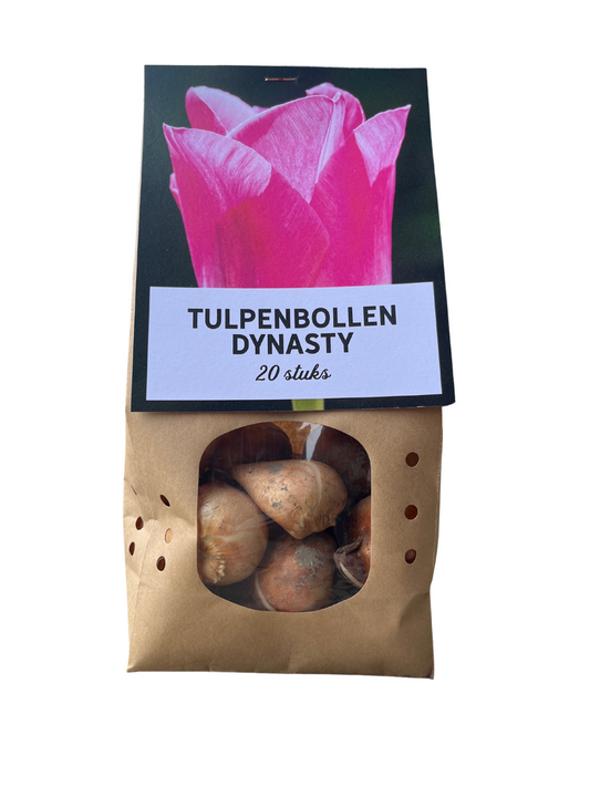 Tulpenzwiebeln 'Dynasty' – 20 Blumenzwiebeln – Frühlingsblumen für Beet & Topf – Pflegeleicht & winterhart – Hochwertige Blumenzwiebeln 