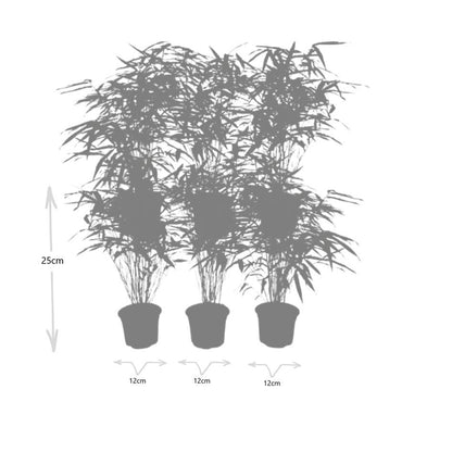 Fargesia Rufa – Nicht-Ausbreitender Bambus – Ø7cm – ↕15cm – 6 Pflanzen – Winterhart & Pflegeleicht – Für Hecken, Garten & Terrasse