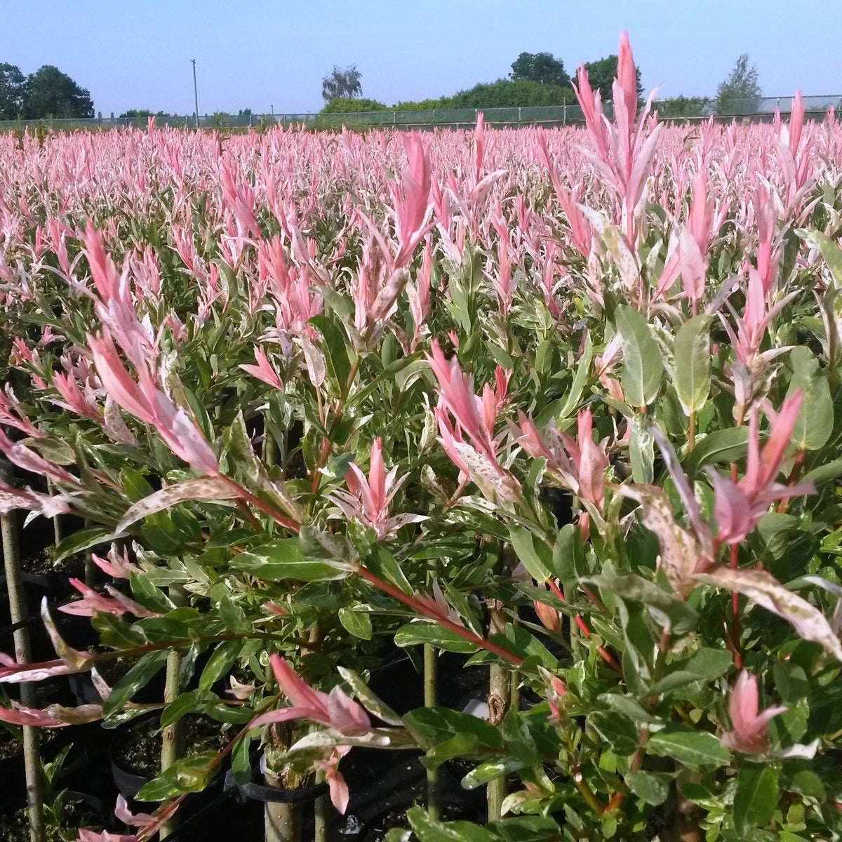Flamingo-Weide – Salix 'Flamingo' – Topf Ø19cm – Höhe 90-100cm