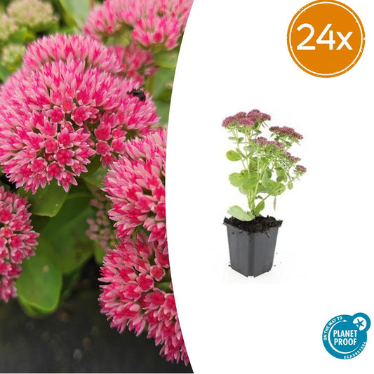Große Fetthenne Sedum 'Herbstfreude' – 24 Pflanzen – ↕10-25 cm – Ø9 cm – Winterharte Sukkulente – Trockenheitsresistent – Bienfreundlicher Bodendecker 