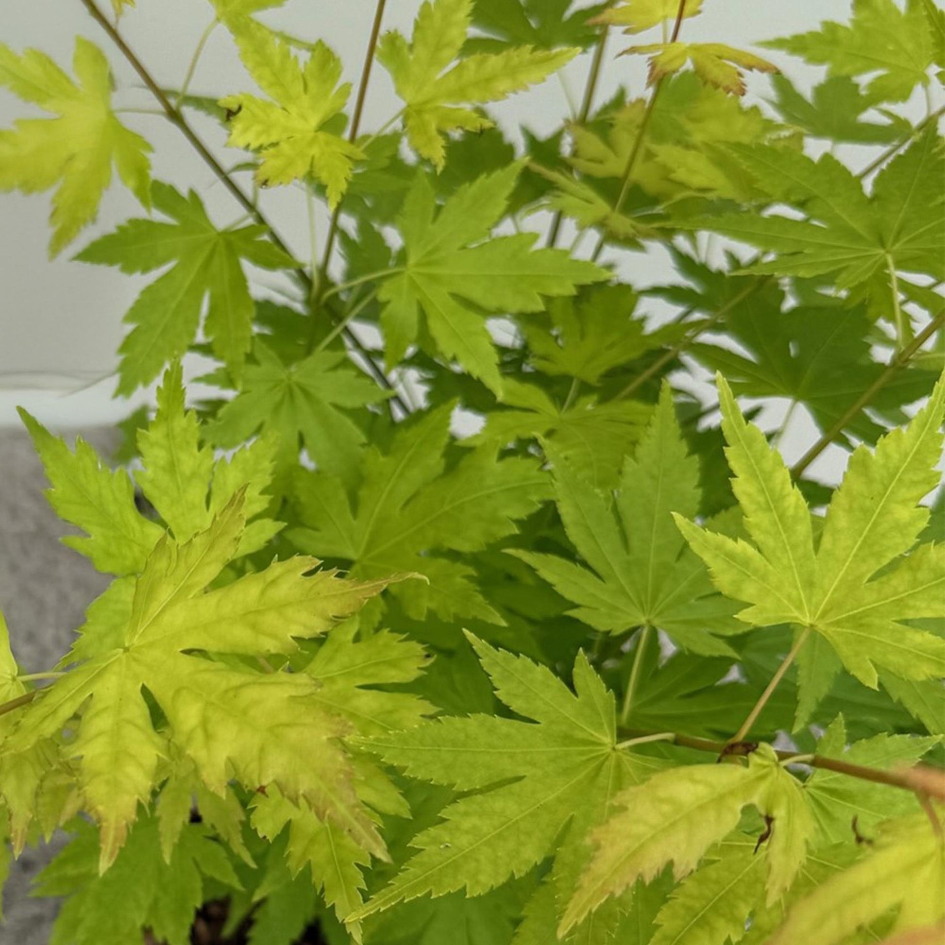 Japanischer Ahorn – Acer palmatum 'Orange Dream' – 2 Pflanzen – ca. 70 cm hoch – Topf Ø19 cm – orangefarbenes, fein gefiedertes Laub – Balkon- & Gartenpflanze 