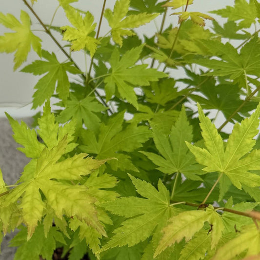 Japanischer Ahorn – Acer palmatum 'Orange Dream' – 2 Pflanzen – ca. 70 cm hoch – Topf Ø19 cm – orangefarbenes, fein gefiedertes Laub – Balkon- & Gartenpflanze 