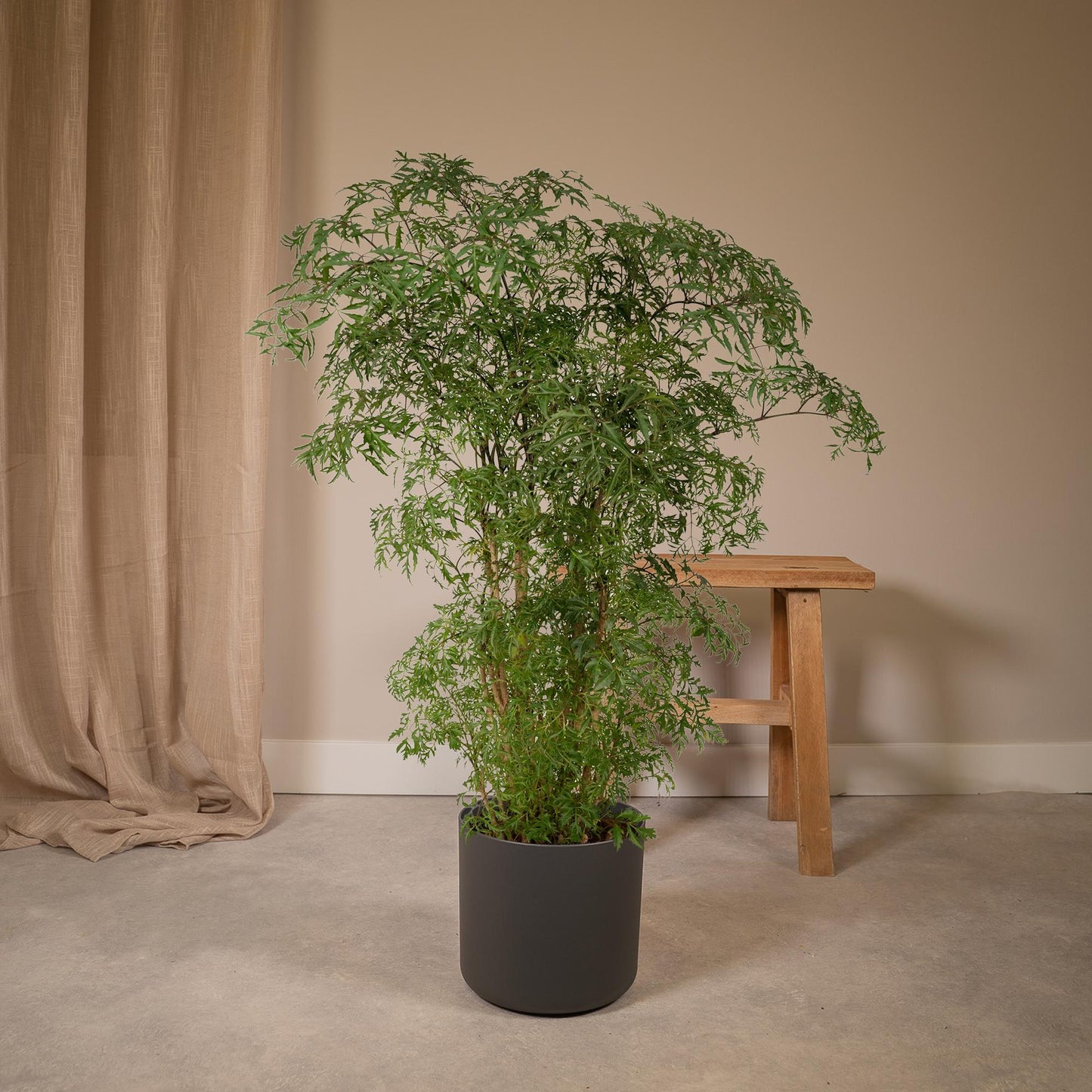 Polyscias Fruticosa (Aralia) - Ø21cm - ↕75cm 