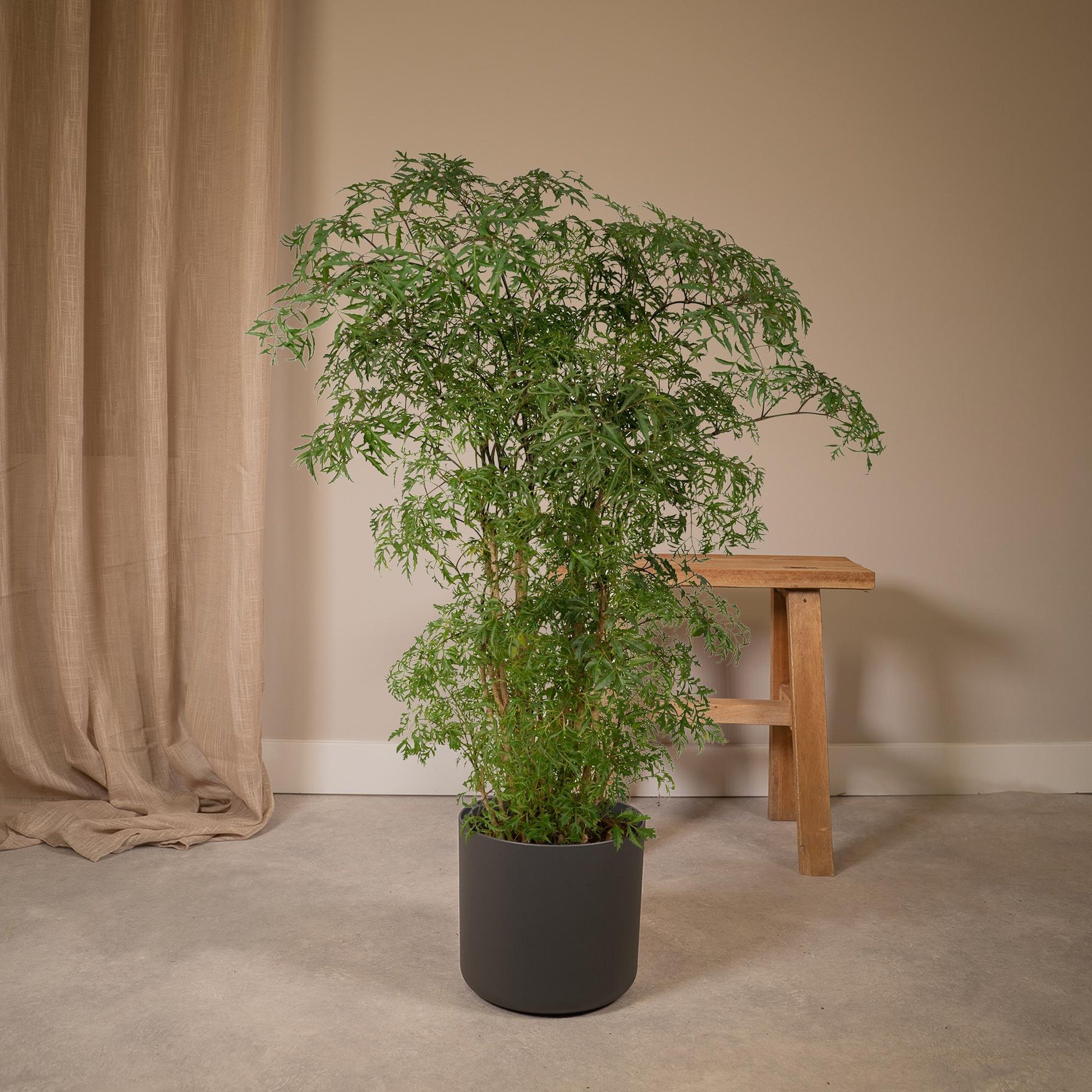 Polyscias Fruticosa (Aralia) - Ø21cm - ↕75cm 