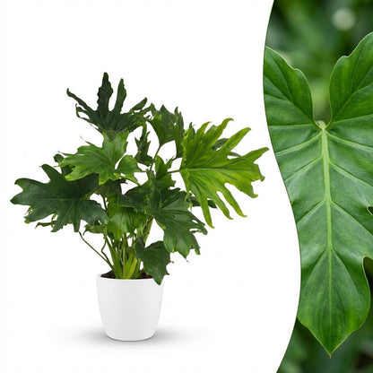Green boutiQ - Zimmerpflanze - Philodendron - Philodendron Lickety Split - Grün - Pflegeleicht - 1 Pflanze - mit Potter Weiß - Topf 19cm - Höhe 70cm 